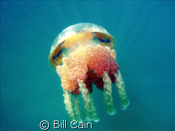 Jellyfish in Secret Lake. Shooting angle was up, and the ... by Bill Cain 